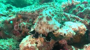 马尔代夫海底清澈海底背景下的海参。
